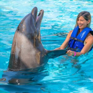 Dolphin Signature Swin